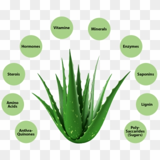 Aloe Vera Benefits - Information Of Aloe Vera, HD Png Download