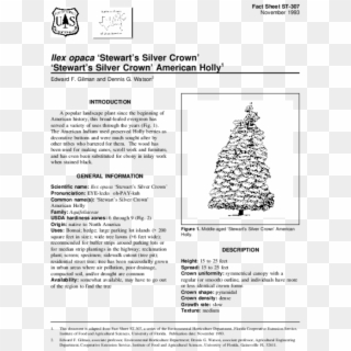 Pdf - American Holly, HD Png Download