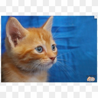 Photo Of Whiskers Sk2969 - Kitten, HD Png Download