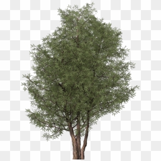 Images - Mexican Pinyon, HD Png Download