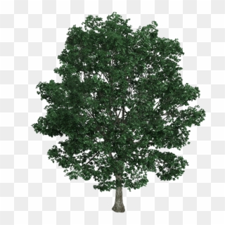 Material Tree Illustration Royalty-free Bodhi Platyphyllos - Lindens, HD Png Download