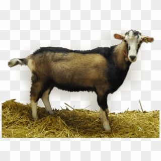Buck Information - Goat, HD Png Download