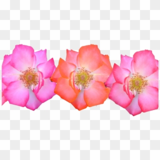 Pink Flower Cartoon - Clipart Flower Crown Png, Transparent Png