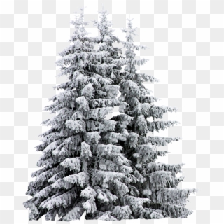 #christmastree #branches #white #happynewyear #santa - Trees With Snow On Them, HD Png Download