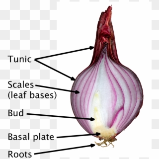 Red Onion Cut Labelled - Cross Section Of Onion Bulb, HD Png Download