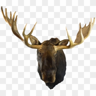 Moose Head Png - Mounted Moose Head Png, Transparent Png