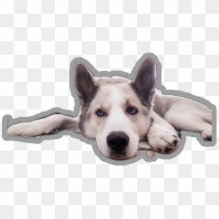 Gandalf Sticker - Companion Dog, HD Png Download
