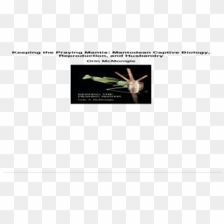 Keeping The Praying Mantis Mantodean Captive Biology - Mosquito, HD Png Download