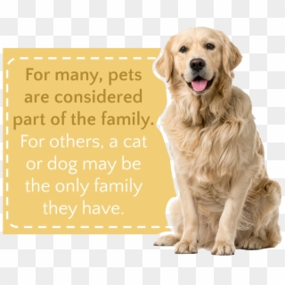Net Pet-friendly Alcohol Rehab Programs Pets Are Considered - High Resolution Dog White Background, HD Png Download