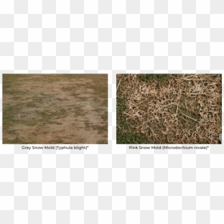 Grey Snow Mold And Pink Snow Mold - Lawn, HD Png Download