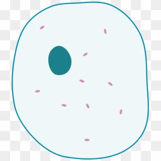 Animal Cell Png - Simple Animal Cell Diagram Without Labels, Transparent Png