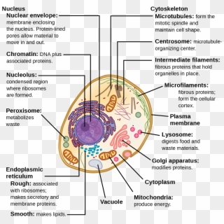 Chromatin Drawing Eukaryotic Cell - Structure Of A Typical Eukaryotic Cell, HD Png Download