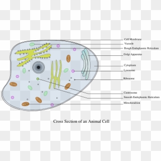 Cell Information Animal Biology Png Image - Animal Cell Diagram Labeled Gcse, Transparent Png