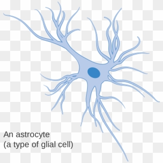 File Diagram Of - Glial Cells Png, Transparent Png