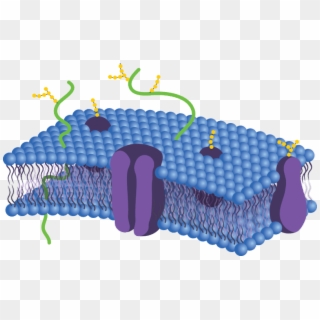 Cell Membrane Png - Cell Membrane Not Labeled, Transparent Png