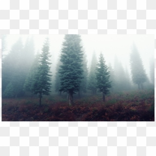 Score 50% - Foggy Forest Transparent Png, Png Download