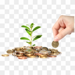 Homa Living Real Estate - Money Plant, HD Png Download
