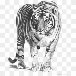 Tattoo This Bengal Tiger 1979px 1989 1989kb - Royal Bengal Tiger Sketch, HD Png Download