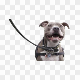 In Support, Plastics Make It Possible® Partnered With - Pitbull On Leash Png, Transparent Png