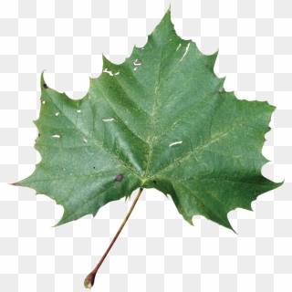 Sycamore Tree Leaf Png - Rose Leaf Png Hd, Transparent Png