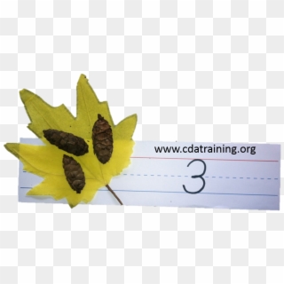 Math With Leaves And Pine Cones - Power Point 2007 Animaciones, HD Png Download