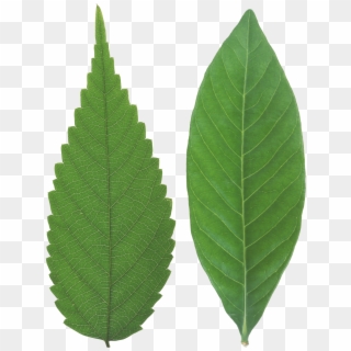 Green Leaf Png - Leaf Texture Png, Transparent Png