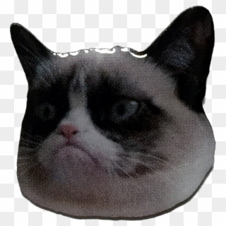 Grumpy Cat Party Over, HD Png Download