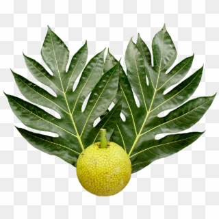 Breadfruit And Leaves - Breadfruit Tree Leaves, HD Png Download
