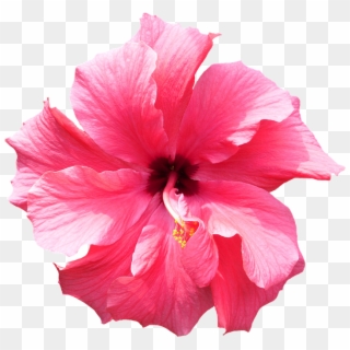 Flower Tropical Png - Tropical Flower Transparent Background, Png Download