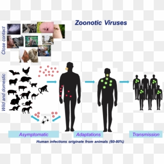 Most Emerging Viruses Originate From Animal Reservoirs - Team, HD Png Download