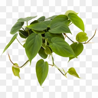 Philodendron 'scandens' - Philodendron, HD Png Download
