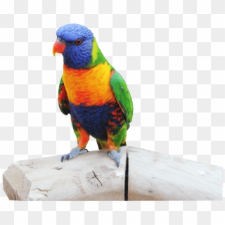 Parrot Perched On A Log - Lorikeet, HD Png Download