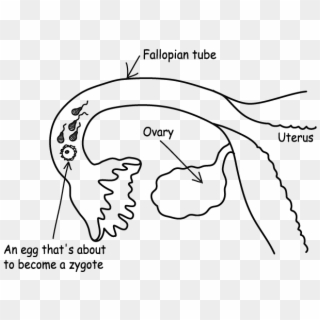 Follicle Oocyte Egg And - Fertilisation In The Fallopian Tubes, HD Png Download