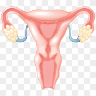 37 Pm <dir> Objectives And Introductions 11/19/2015 - Female Reproductive System Anterior View, HD Png Download