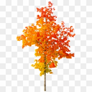 Nature, Autumn, Tree, Fall Foliage, Leaves, Golden, - Fall Tree Png Free, Transparent Png