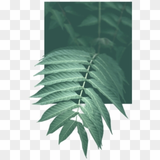 Leave A Reply Cancel Reply - Smooth Sumac, HD Png Download