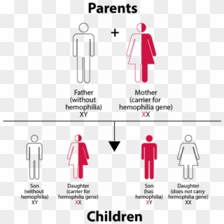 Hemophilia Inheritance Pattern Chart - Save The Children, HD Png Download