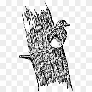 This Free Icons Png Design Of Hen Wood Ducks In A Tree - Sketch, Transparent Png