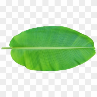 Leaf Musa Basjoo Xd - Banana Leaf Png, Transparent Png