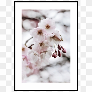 25% Off With Code Home25 - Cherry Blossom, HD Png Download