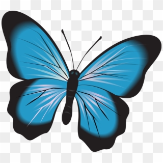 Butterfly Blue Free Image On Pixabay Nature - Imagini Cu Fluturi De, HD Png Download