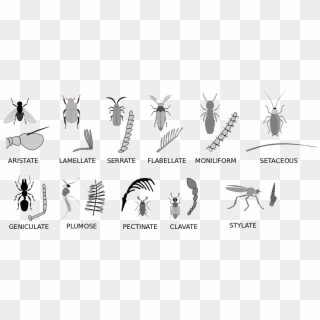 File - Insect Antennae - Svg - Insect Antenna Types, HD Png Download