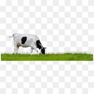 Cow In Field Png, Transparent Png