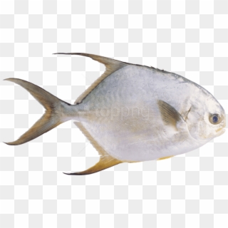 Free Png Fish Png Images Transparent - Рыбы Прозрачный Фон, Png Download