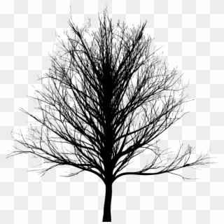 Twig Drawing Oak - Skinny Tree Silhouette Png, Transparent Png