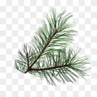 Transparent Pine Tree Leaves, HD Png Download