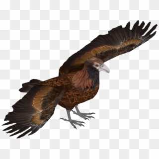 Wedge Tailed Eagle - Eastern Imperial Eagle Png, Transparent Png