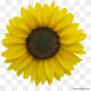 Sunflower Transparent Png Pictures - Sunflower Clipart Transparent Background, Png Download