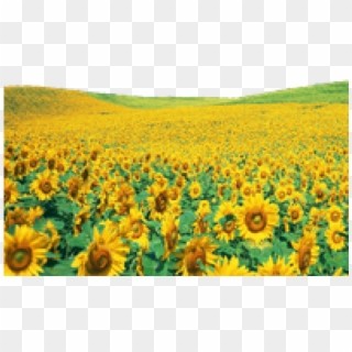 Sunflowers Clipart Shrub - Sunflower Garden, HD Png Download