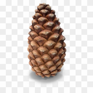 Conifer Cone, HD Png Download
